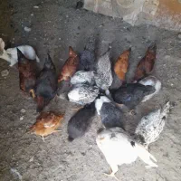 مرغ|حیوانات مزرعه|نیر (اردبیل), |دیوار