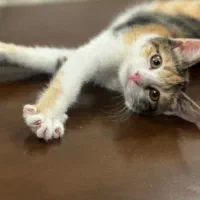 واگذاری گربه|گربه|کرج, گوهردشت|دیوار