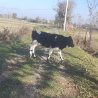 سه راس گوساله دورگ از شیر گرفته برای فروش