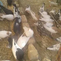 فروش کبوتر|پرنده|مبارکه, |دیوار