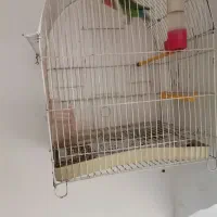 طوطی برزیلی|پرنده|ایلام, |دیوار