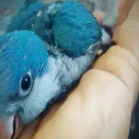 جوجه طوطی راهب و جفت طوطی برزیلی