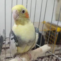 عروس هلندی نر و ماده|پرنده|محمدیه-قزوین, |دیوار