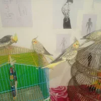 فروش عروس هلندی ، فنچ، مرغ عشق|پرنده|ابهر, |دیوار