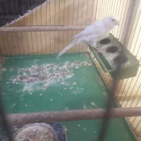 ۲عدد قناری ماده آماده|پرنده|اصفهان, زهران|دیوار