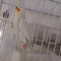 جفت عروس هلندی|پرنده|ایرانشهر, |دیوار