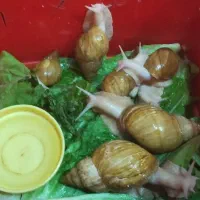 حلزون|خزنده|بهارستان, |دیوار