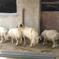 ورن سنجابی