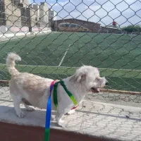سگ گم شده یابنده مژدگانی دریافت کنه