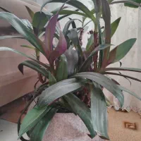 گیاه زیبا و بزرگ|گل و گیاه طبیعی|بیرجند, |دیوار