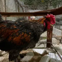 خروس سیاه چهل تاج درشت