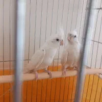 هلندی مولد