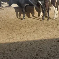 گوساله کشتاری