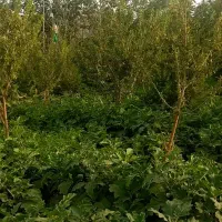 باغ-کشاورزی