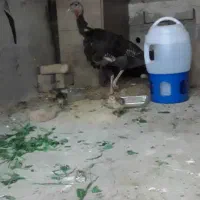 بوقلمون ماده تخم گذار