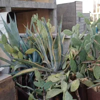 انواع کاکتوس آگاوساده ابلق کاکتوس تیع هندی با میوه