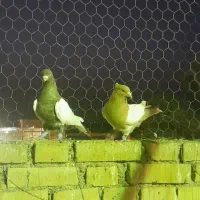 دو عدد کله دمبی