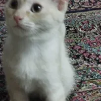 بچه گربه ماده