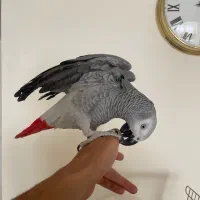 کاسکو کنگو یک‌سال و ۱۰ماه