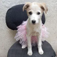 سگ اشپیتز اصل سه ماهه شناسنامه دار فروشی