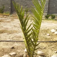 نهال قصب و زیتون و موز