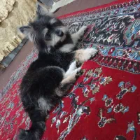 سگ پامر خرسی|سگ|شیراز, بید زرد|دیوار