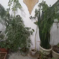تعدادزیادی گل همه باهم ۵۵۰۰