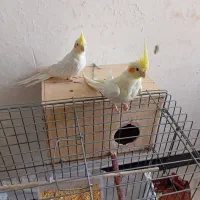 سه عدد عروس هلندی|پرنده|شیراز, کرونی(خاتونک)|دیوار