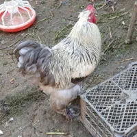 مرغ و خروس برهما رنگهای خاص و زیبا|حیوانات مزرعه|نوشهر, |دیوار