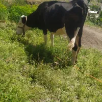 گاو شیری همراه با گوساله