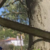 قطع درخت و هرس کردن