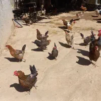 فروش مرغ محلی تخم گذار