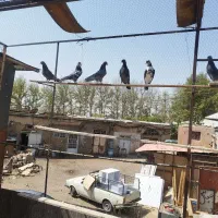 کفتر خوب