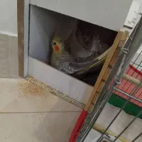 عروس هلندی مولد