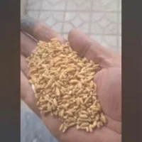 گندم سیاه داس