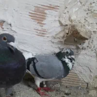 پولکی و ابلغ سبز