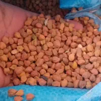 نخود زرد لپه ای