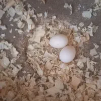 عروس هلندی|پرنده|باقرشهر, |دیوار