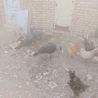 بوقلمون