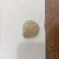 فسیل صدف بشرط کارشناس