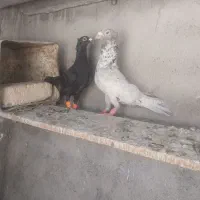 کبوتر فروشی