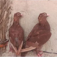 سرخ سیستان کاکل