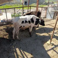 دام|حیوانات مزرعه|خرم‌آباد, |دیوار