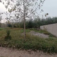 زمین 250 متری کاملا مسکونی|فروش زمین و ملک کلنگی|طاهرگوراب, |دیوار