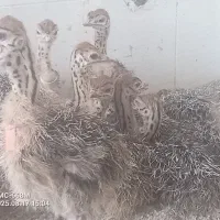 جوجه شترمرغ. جوجه شتر مرغ