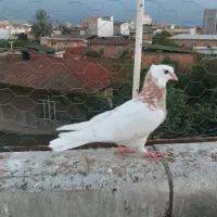 کبوتر طوقی|پرنده|دلند, |دیوار