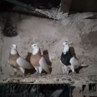 ۳عدد طوقی ماده خشگل