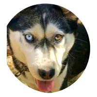 سگ هاسکی اصیل|سگ|بروجرد, |دیوار