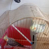 عروس هلندی نرماده جفت