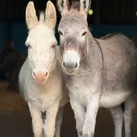 شیر تازه الاغ درحضور مشتری دوشیده می‌شود